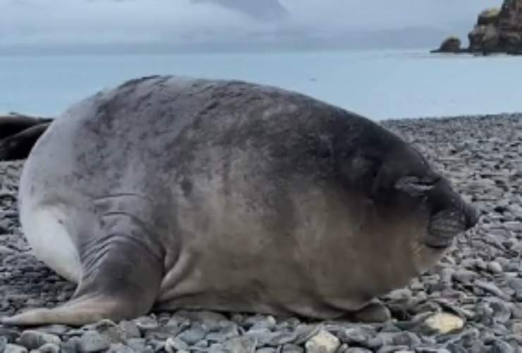 Lo starnuto di una foca