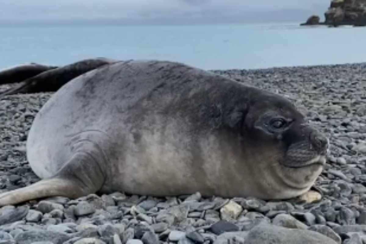Una foca viene registrata mentre starnutisce