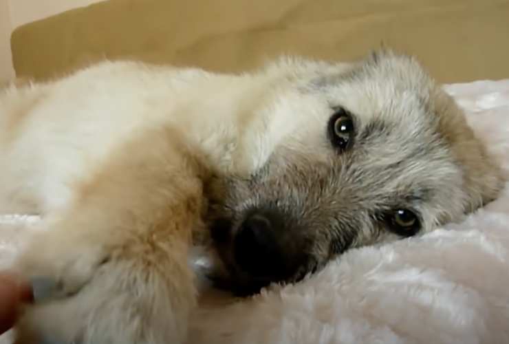 gesto cane randagio