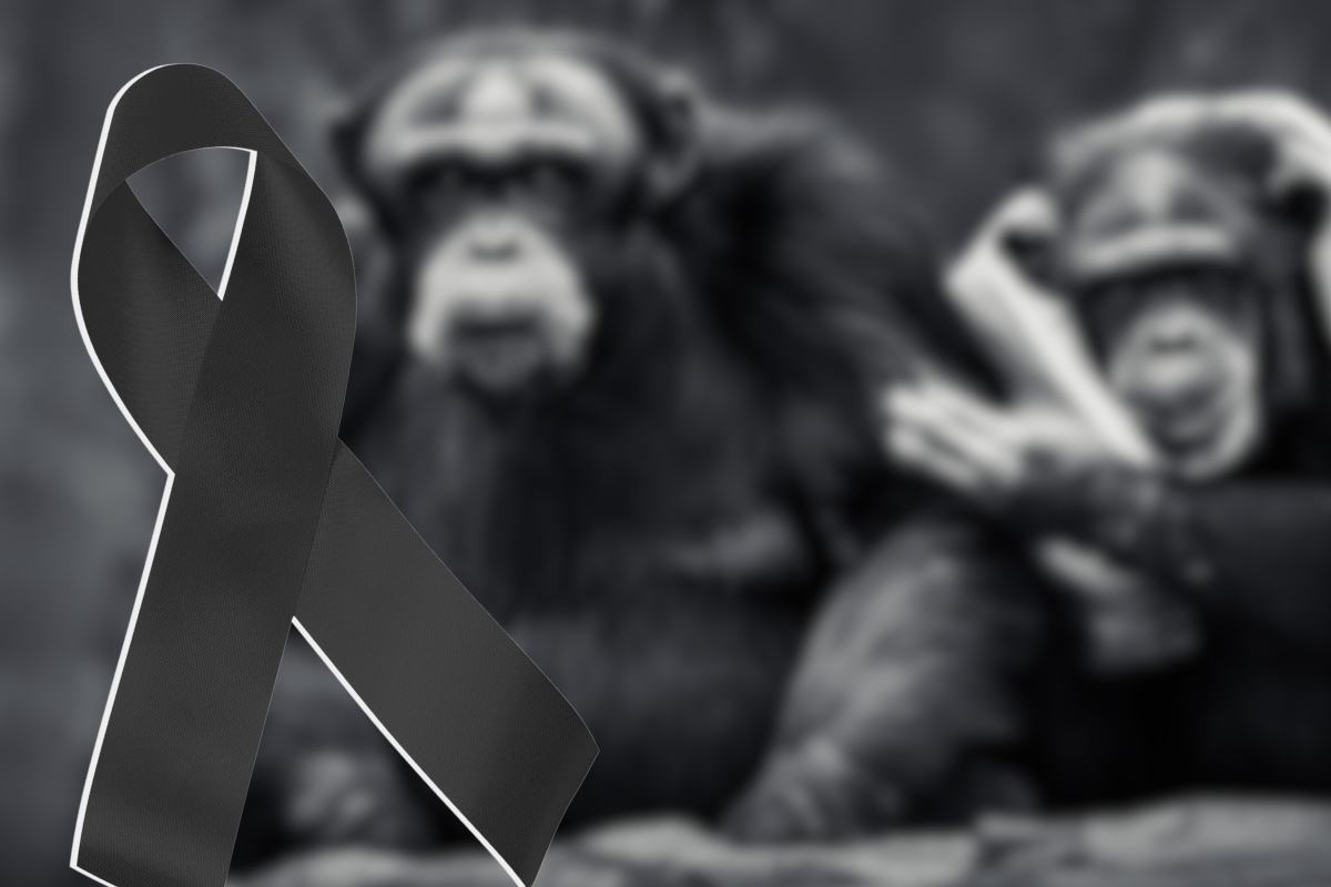 funerale scimpanzé 