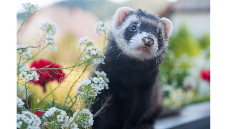 Ogni segno ha un suo animale del cuore!