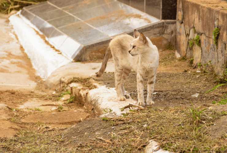 Multe e reclusione per chi abbandona gli animali