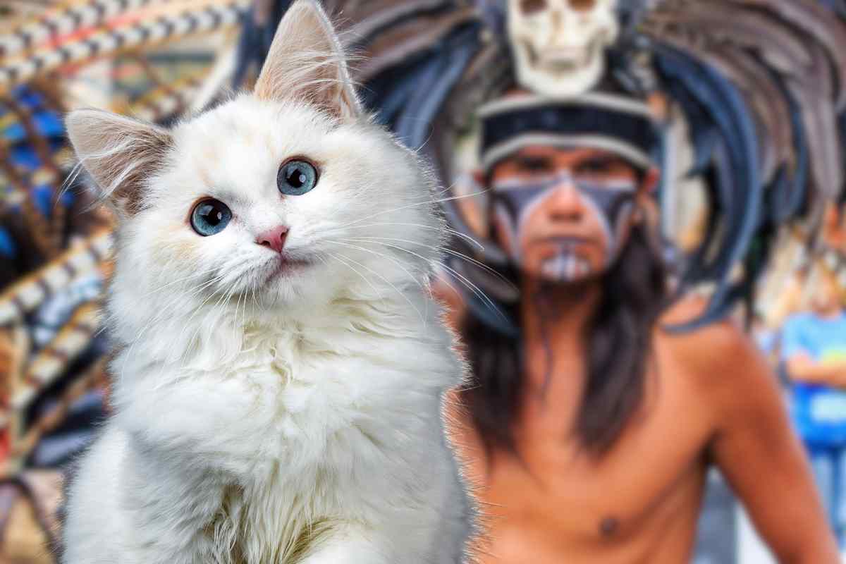 gatto azteco