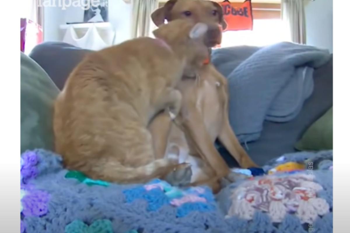 gatto e cane si aiutano video