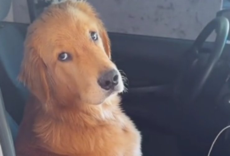 golden retriever reazione video