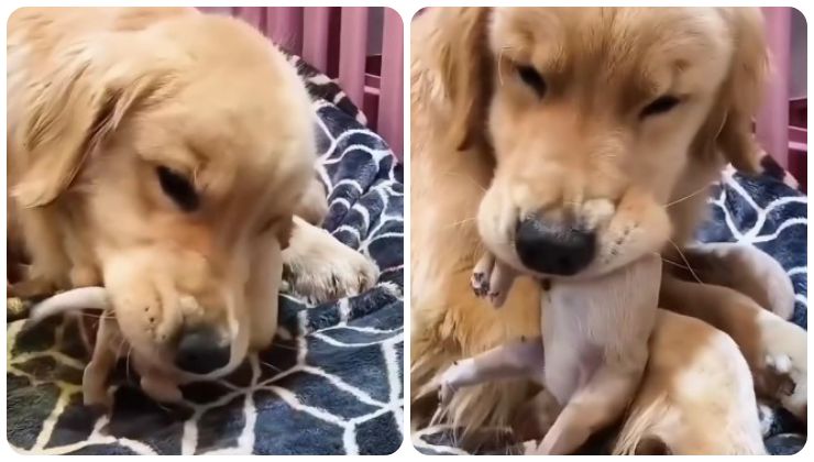 golden retriever coccole video