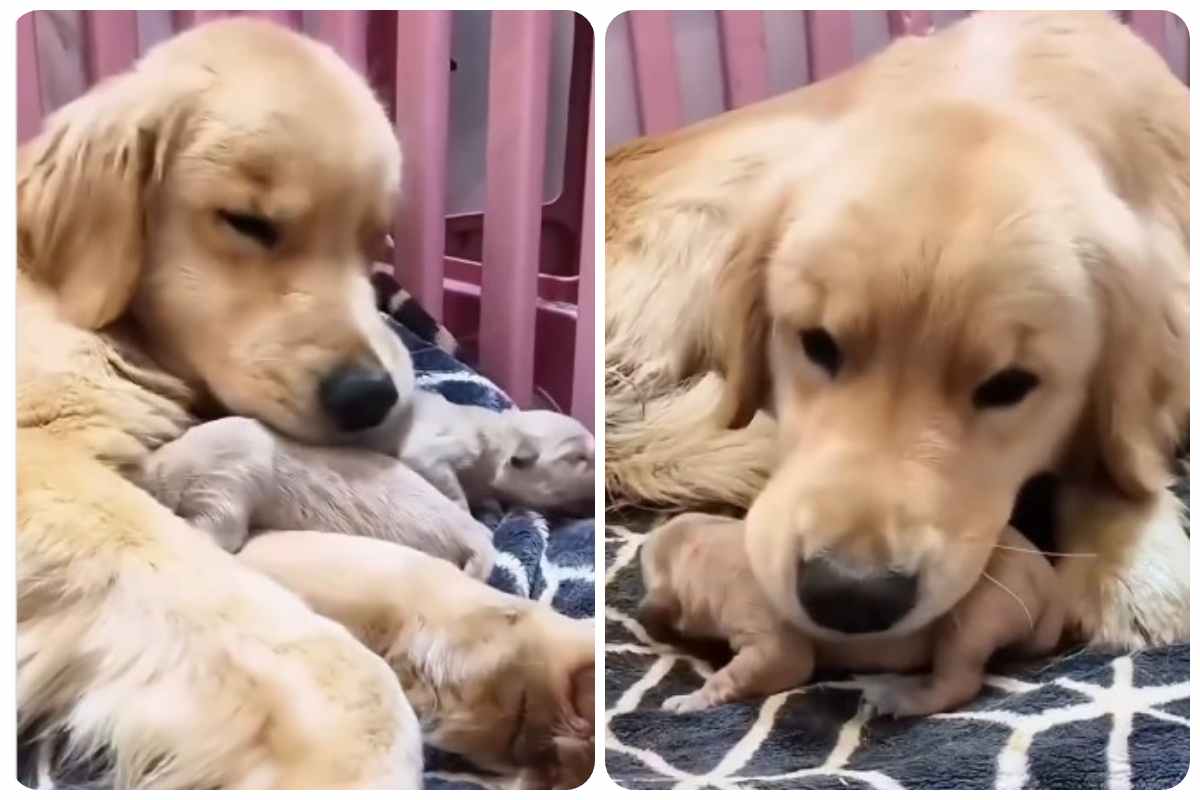 mamma protegge cuccioli