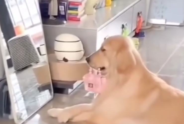 Golden Retriever vanitoso