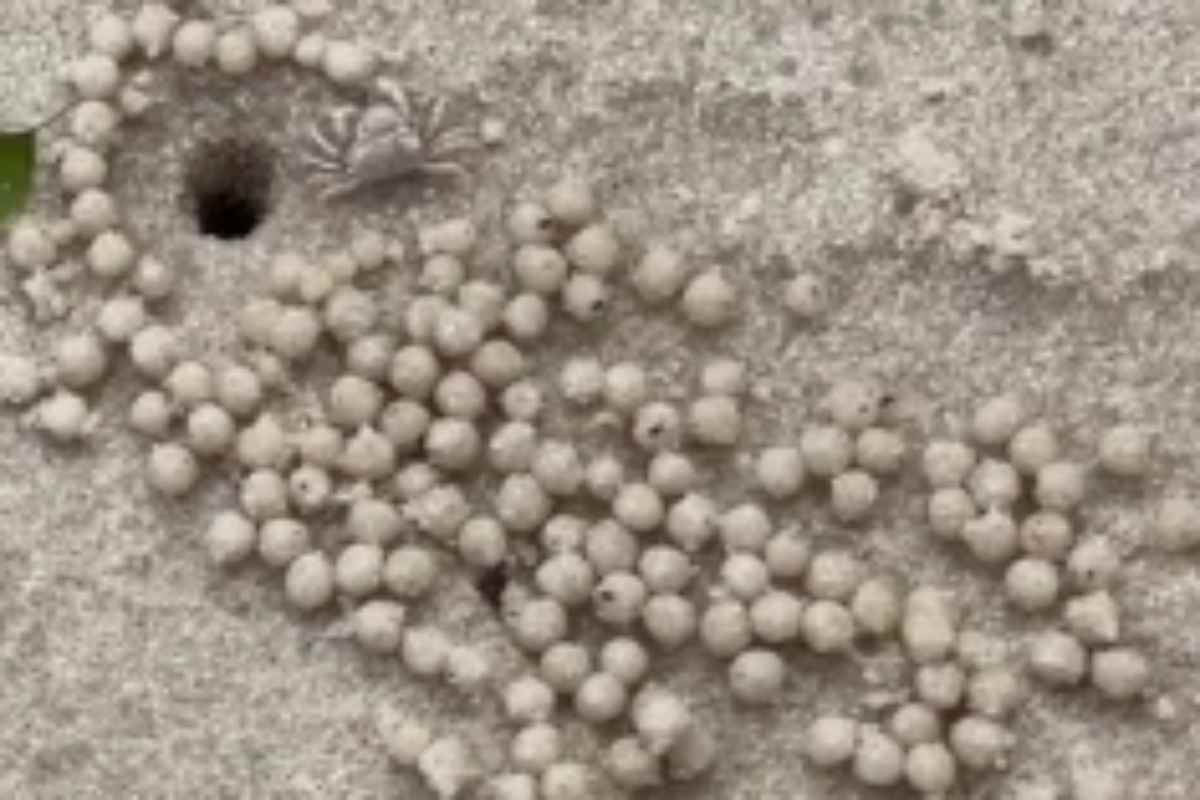 Granchio palline sabbia