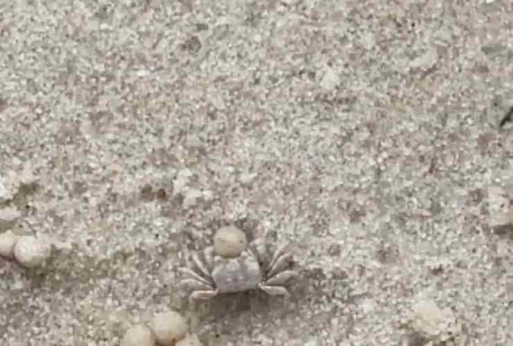 granchi formano palline sulla sabbia
