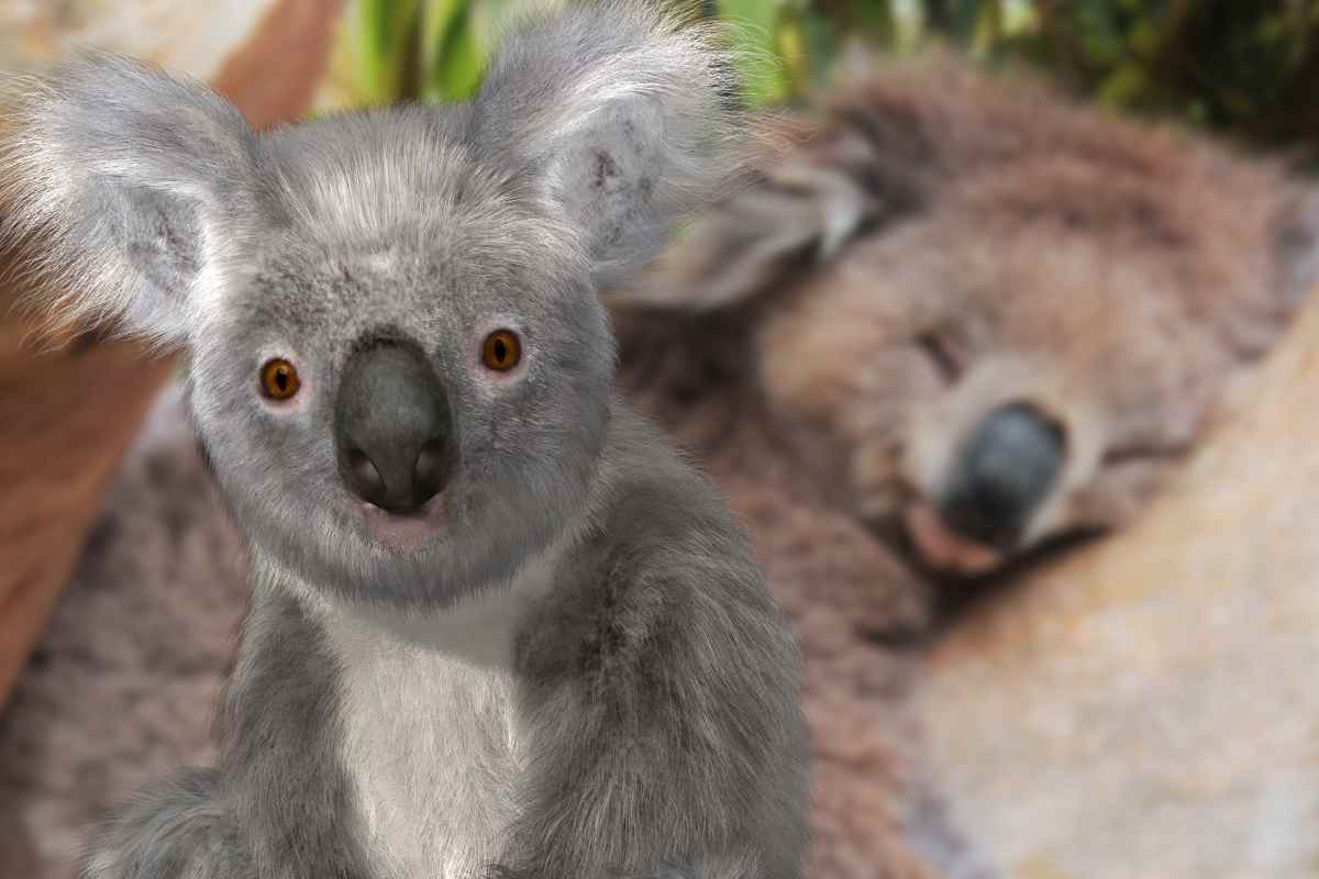Perché i koala dormono  tanto