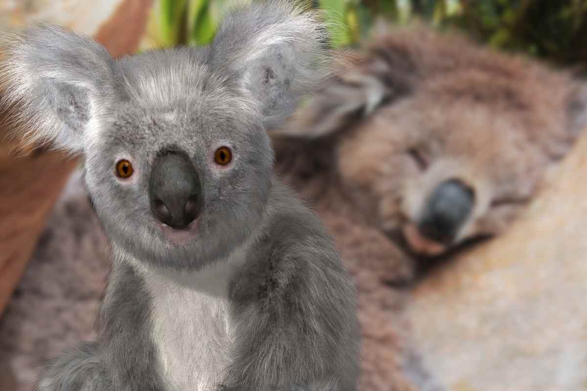 Perché i koala dormono tanto