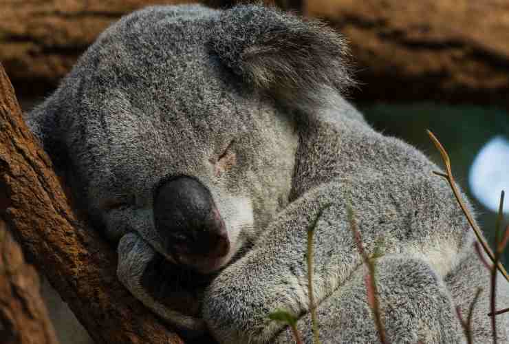 koala dorme tanto  motivo