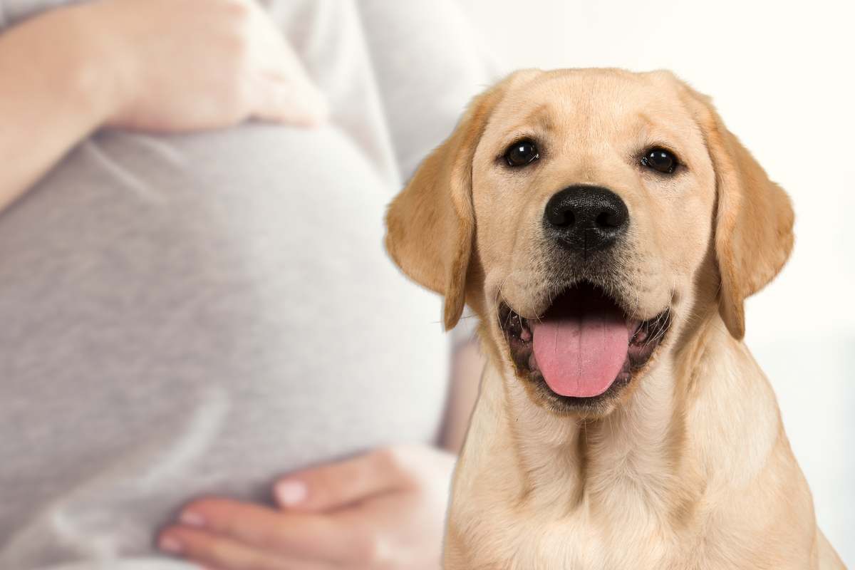 reazione labrador padrona incinta