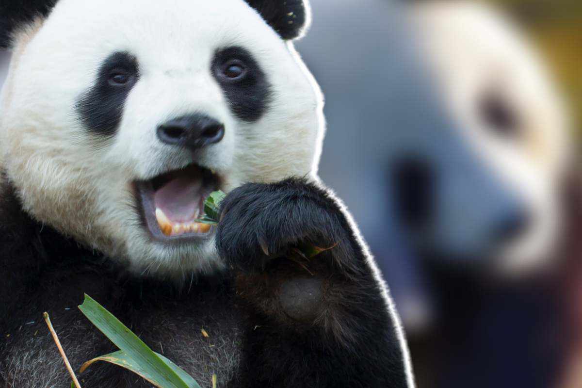 panda tenerissimi