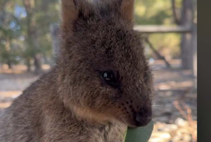 Il video di un quokka mentre mangia