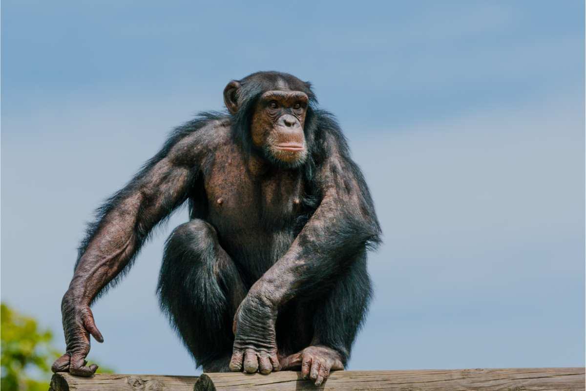 morte scimpanzé
