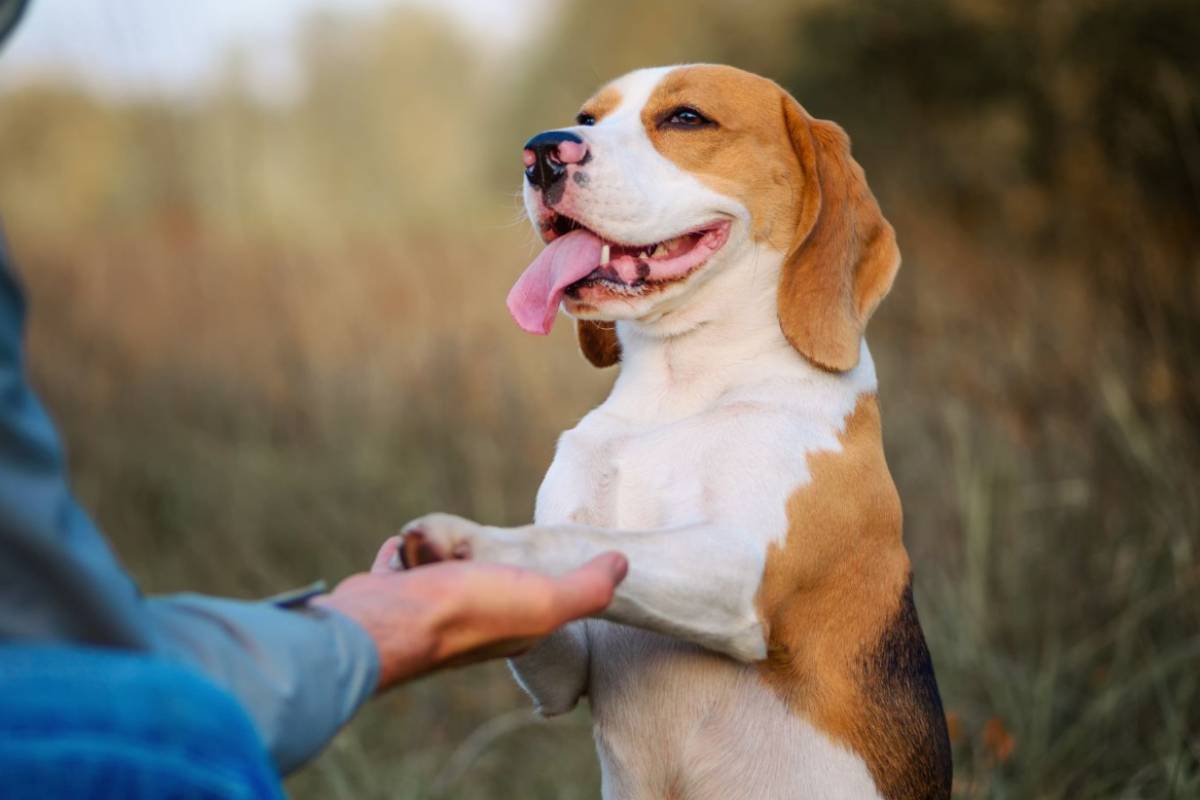 cane sbuffa cosa vuole comunicare