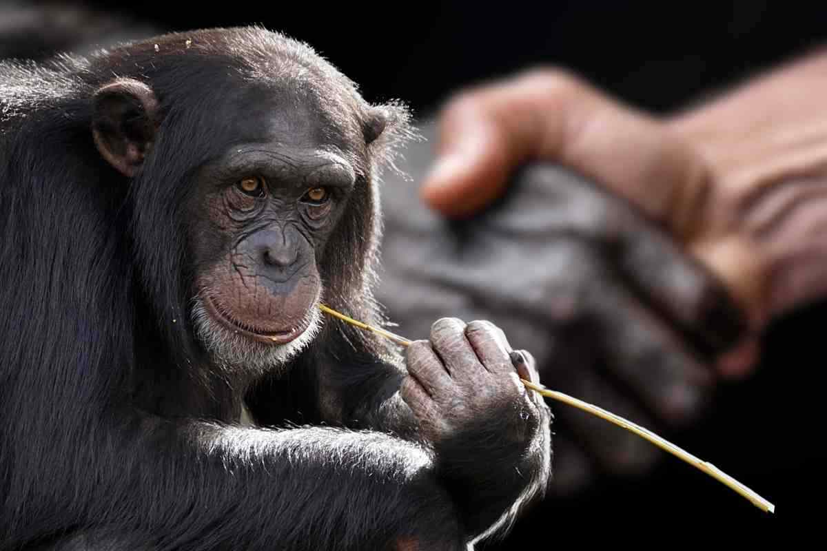 The man helps the little monkey drink some water: her gesture of gratitude is touching