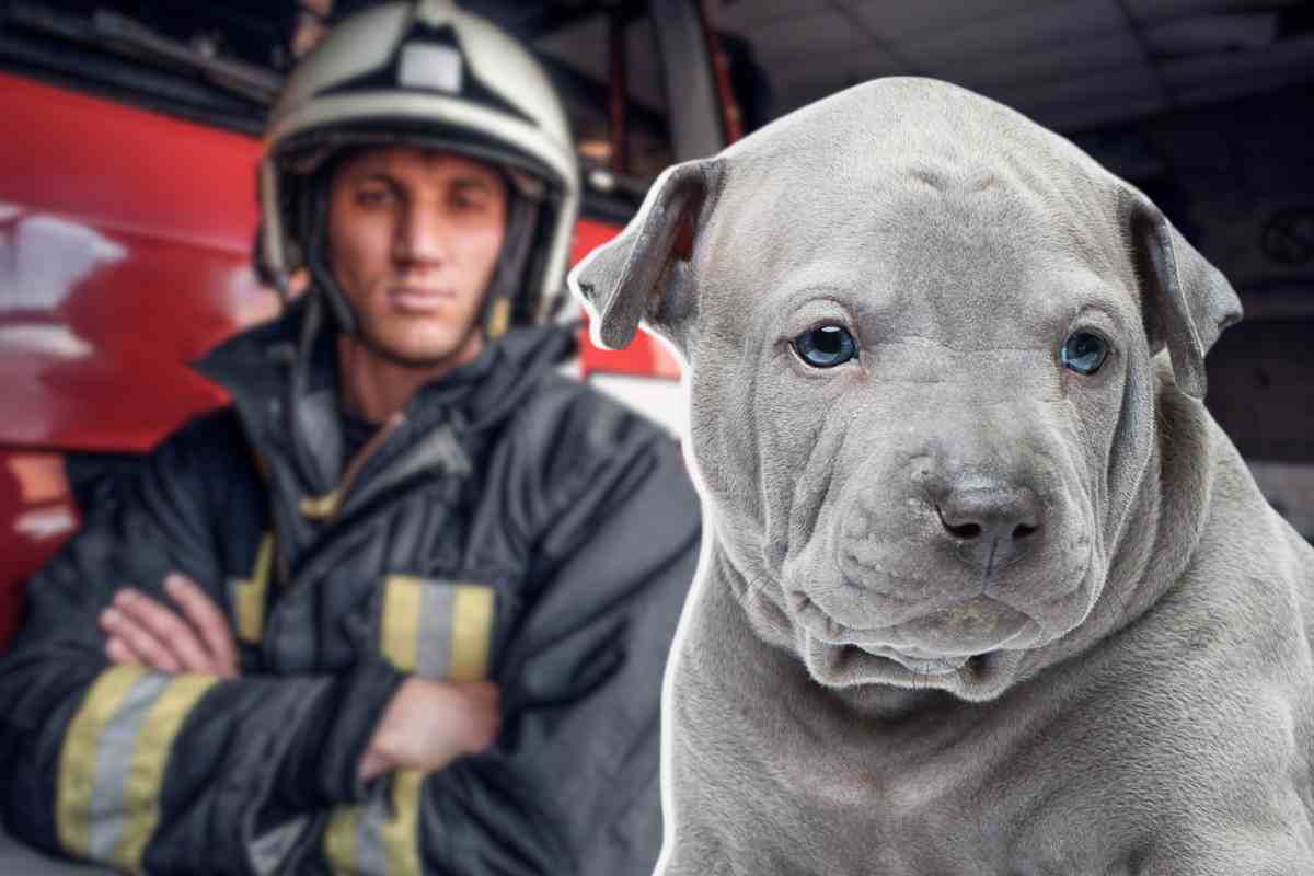 cane vigile del fuoco video