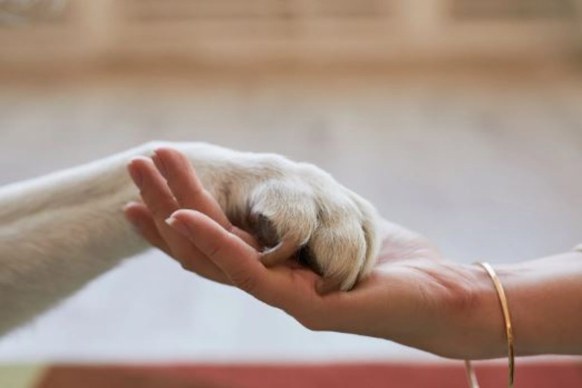 gli animali domestici pericolosi da avere in casa