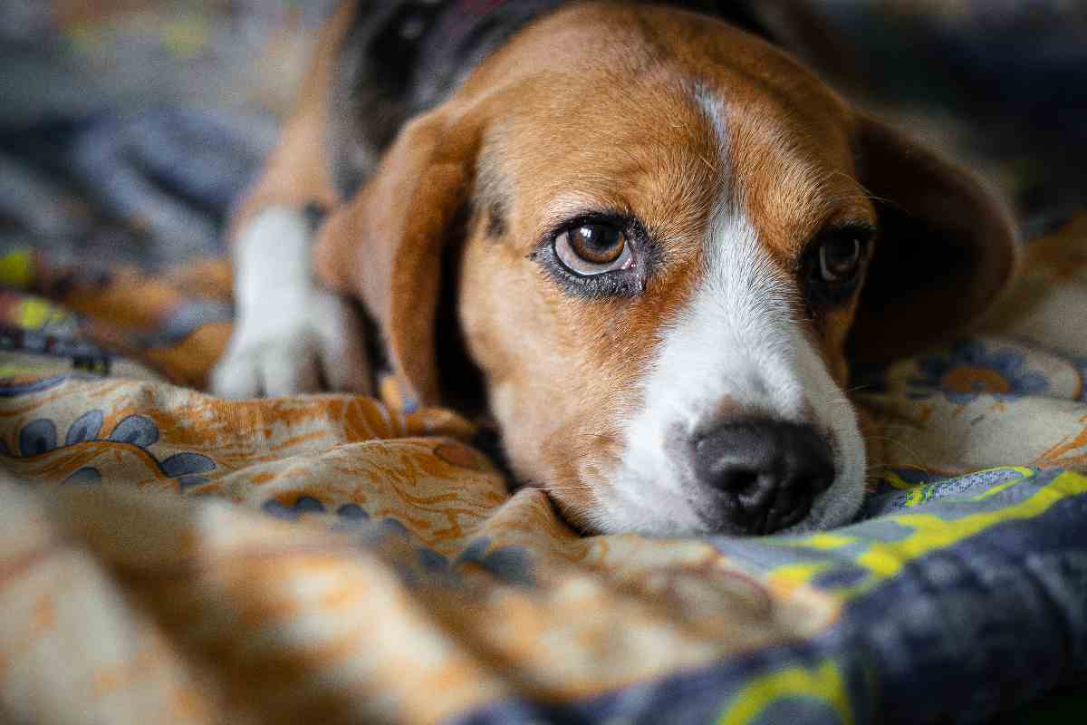 Beagle salvata da un laboratorio
