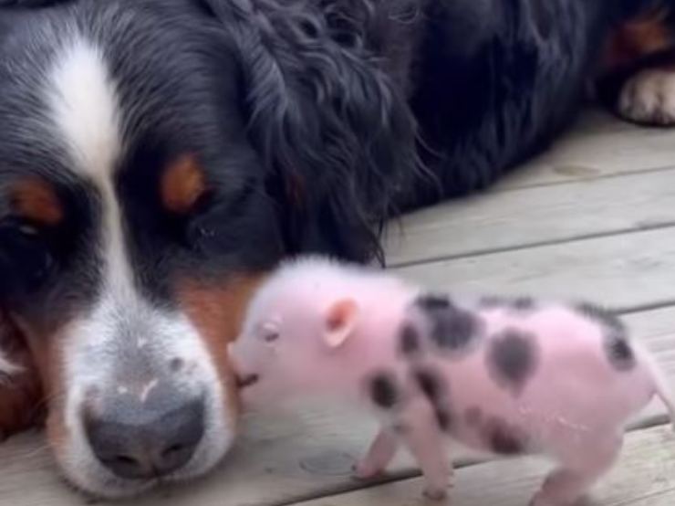 cane maialino inseparabili video