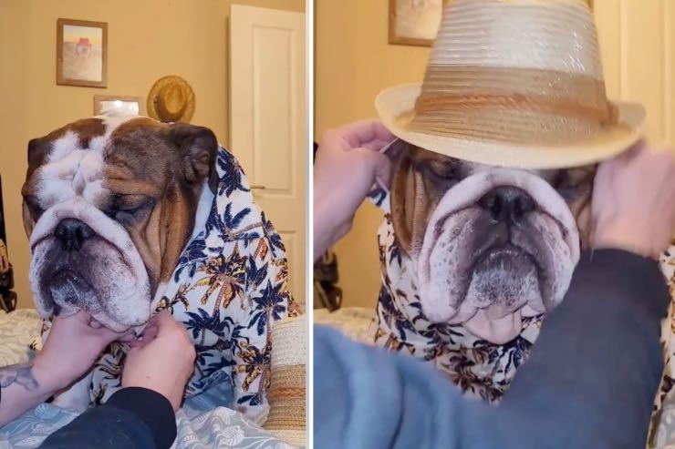 bulldog in spiaggia outfit video divertente