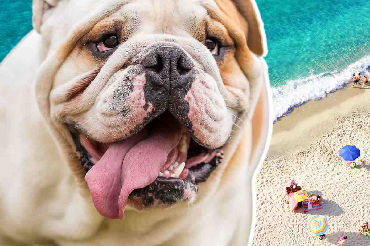 bulldog in spiaggia outfit
