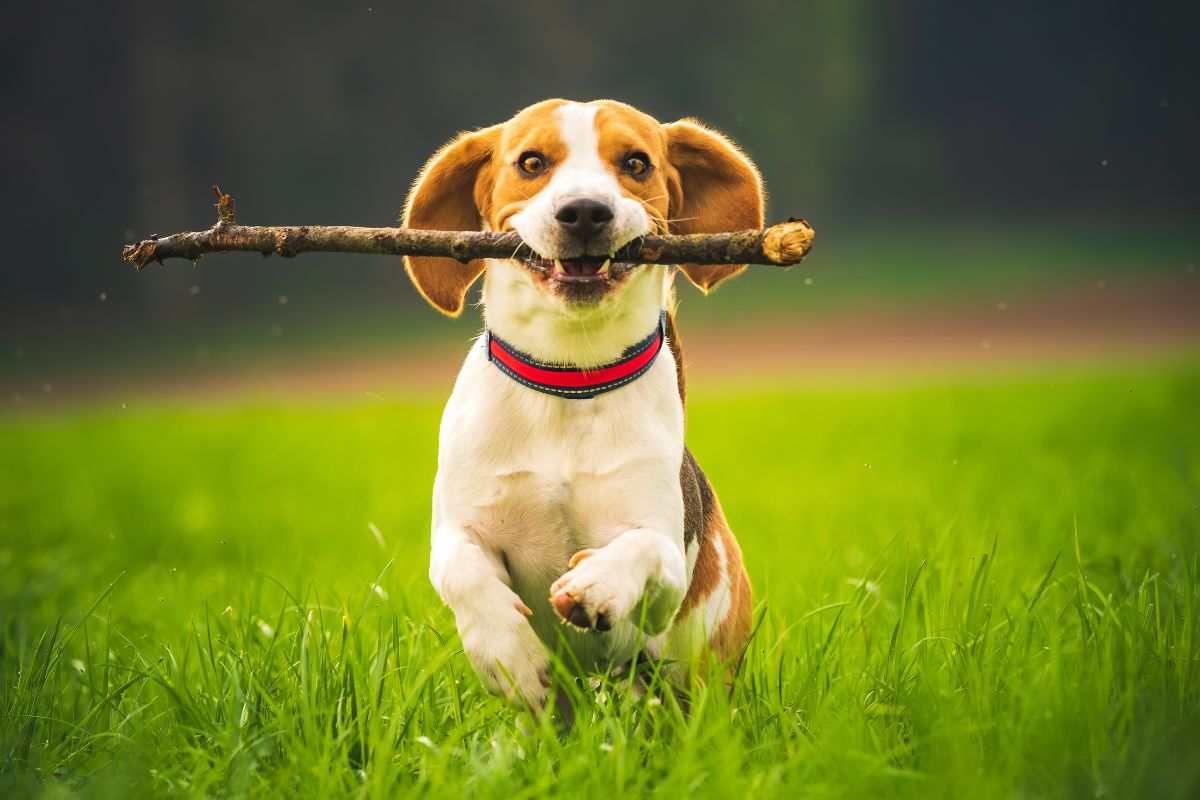 legno di caffè per cani