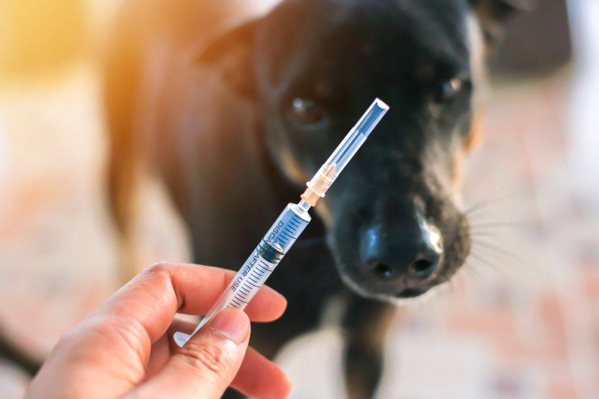 vaccino anti-cancro per cani