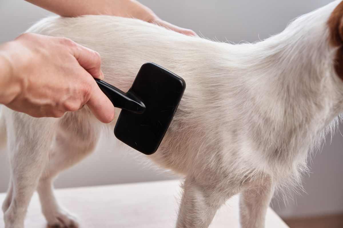 peli del cane come rimuoverli