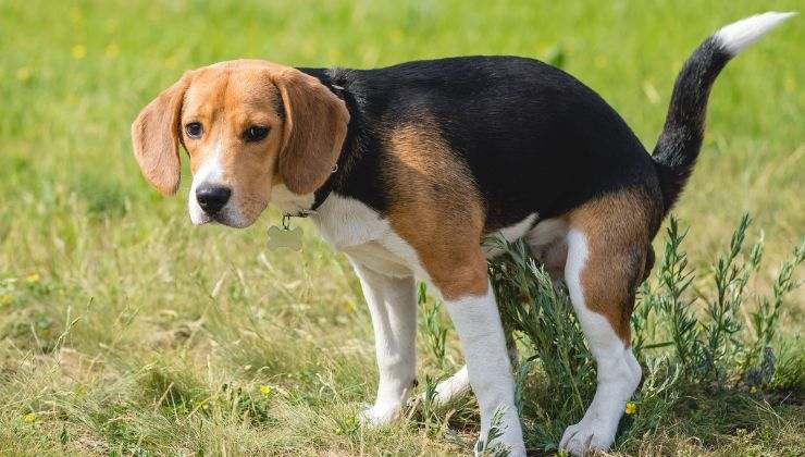 cane fissa mentre fa i bisogni