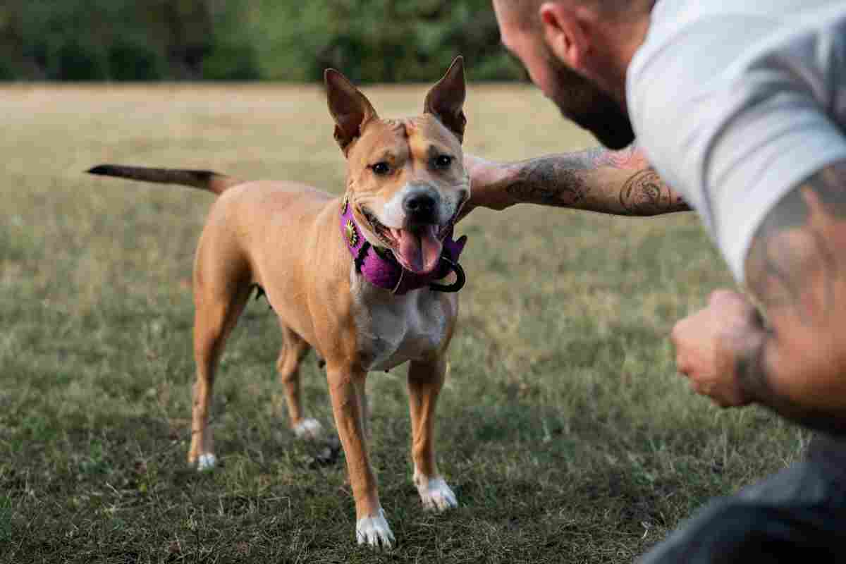 cane più aggressivo problema di salute