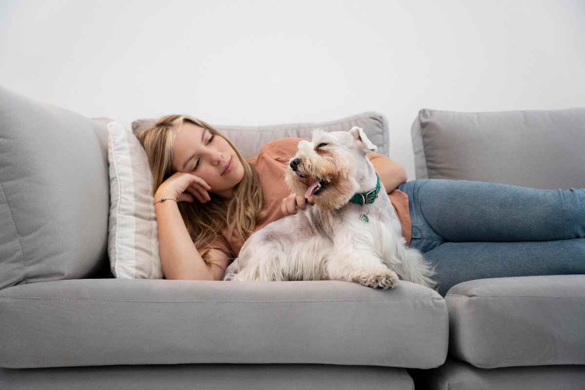 cagnolino ama strofinarsi sul divano