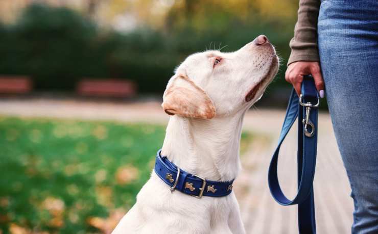 Collare o pettorina per cani