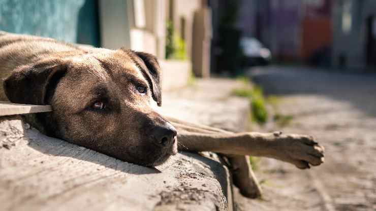 cagnolino dolcissimo