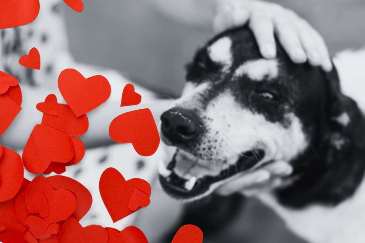 La reazione di questo cane quando viene accarezzato da una donna