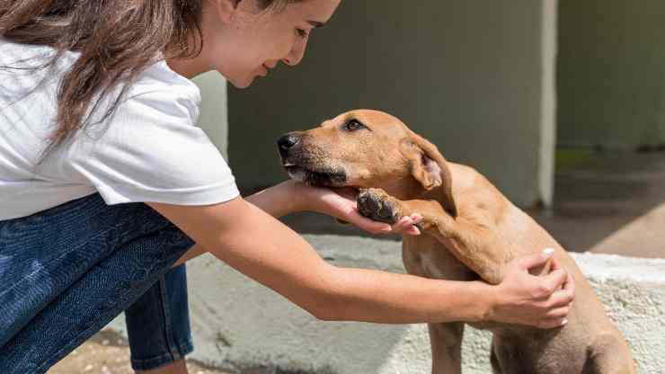 adottare cane video