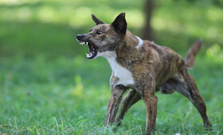 aggressività cani