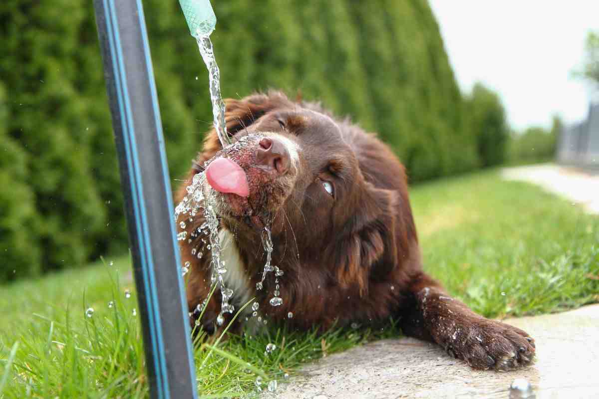 Soffocamento nel cane  cause