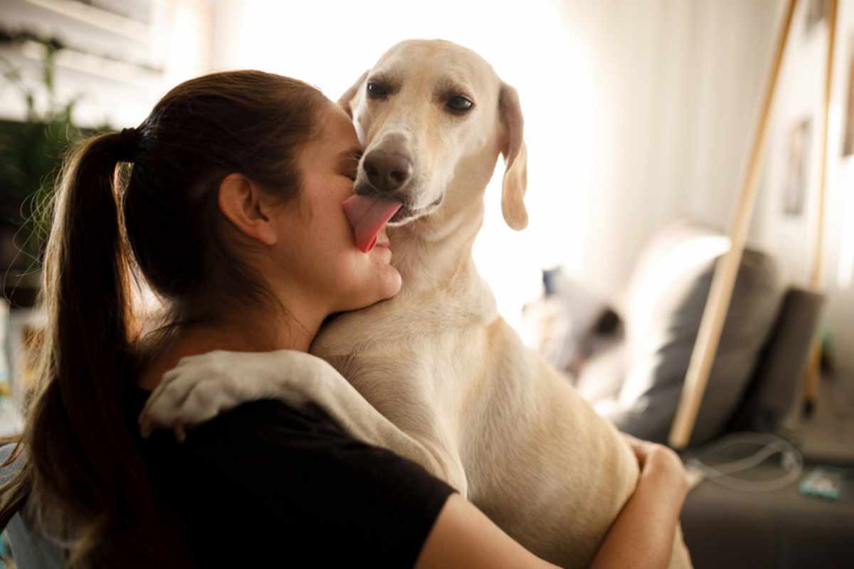 Perché il cane lecca sempre