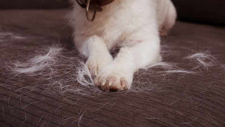 cane sale sul letto 