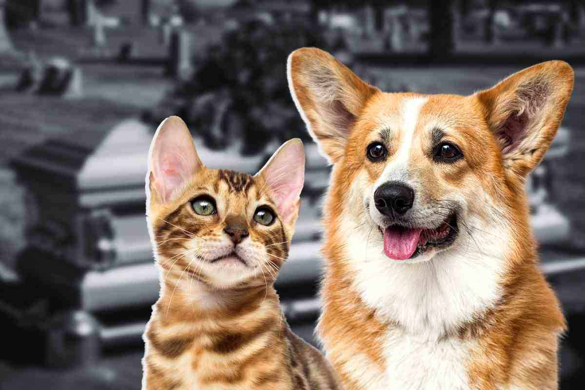 azienda funebre adotta cani e gatti