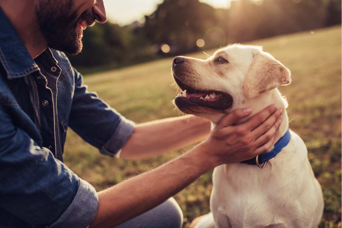 Video cane che pensa di essere un cavallo