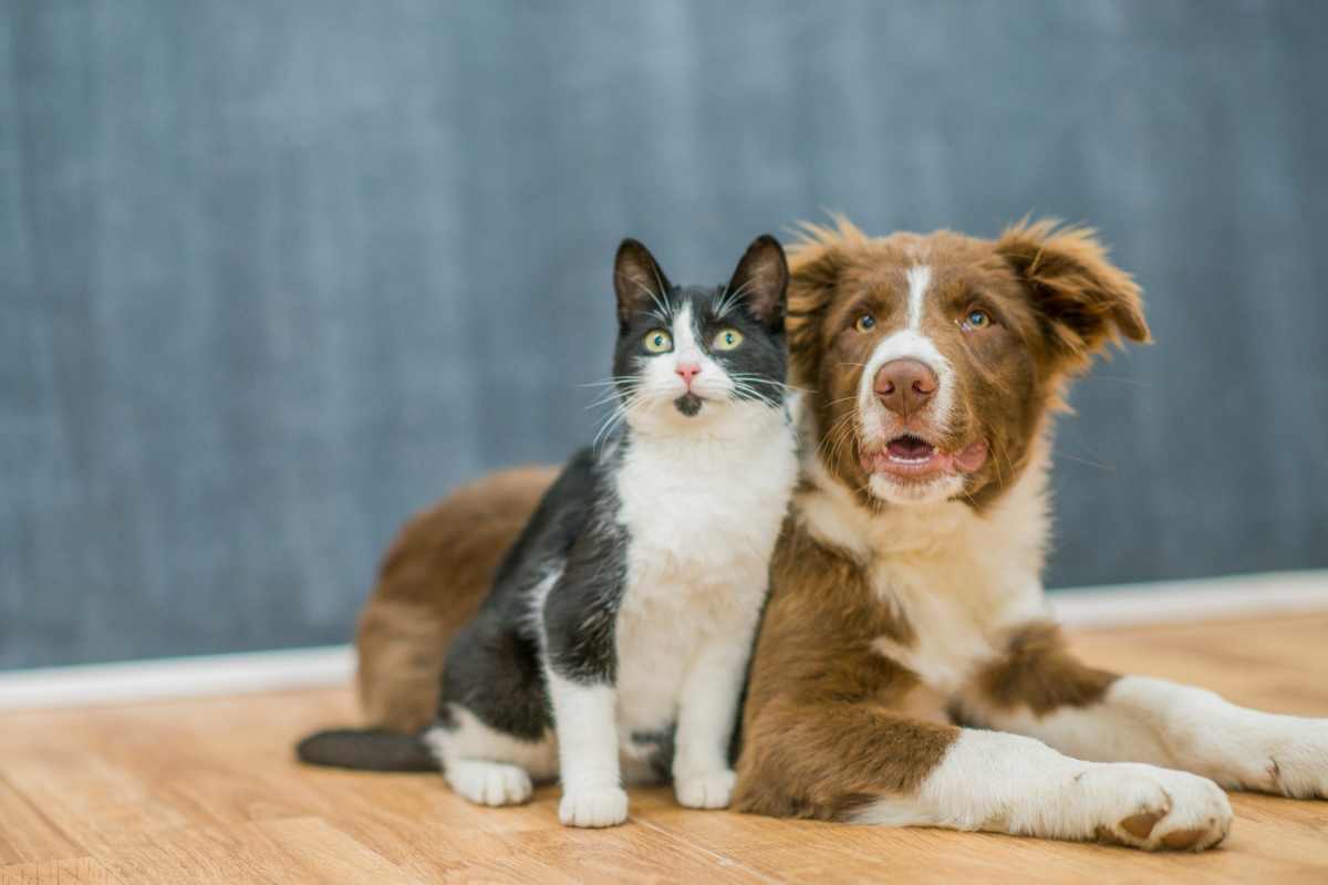 cane e gatto