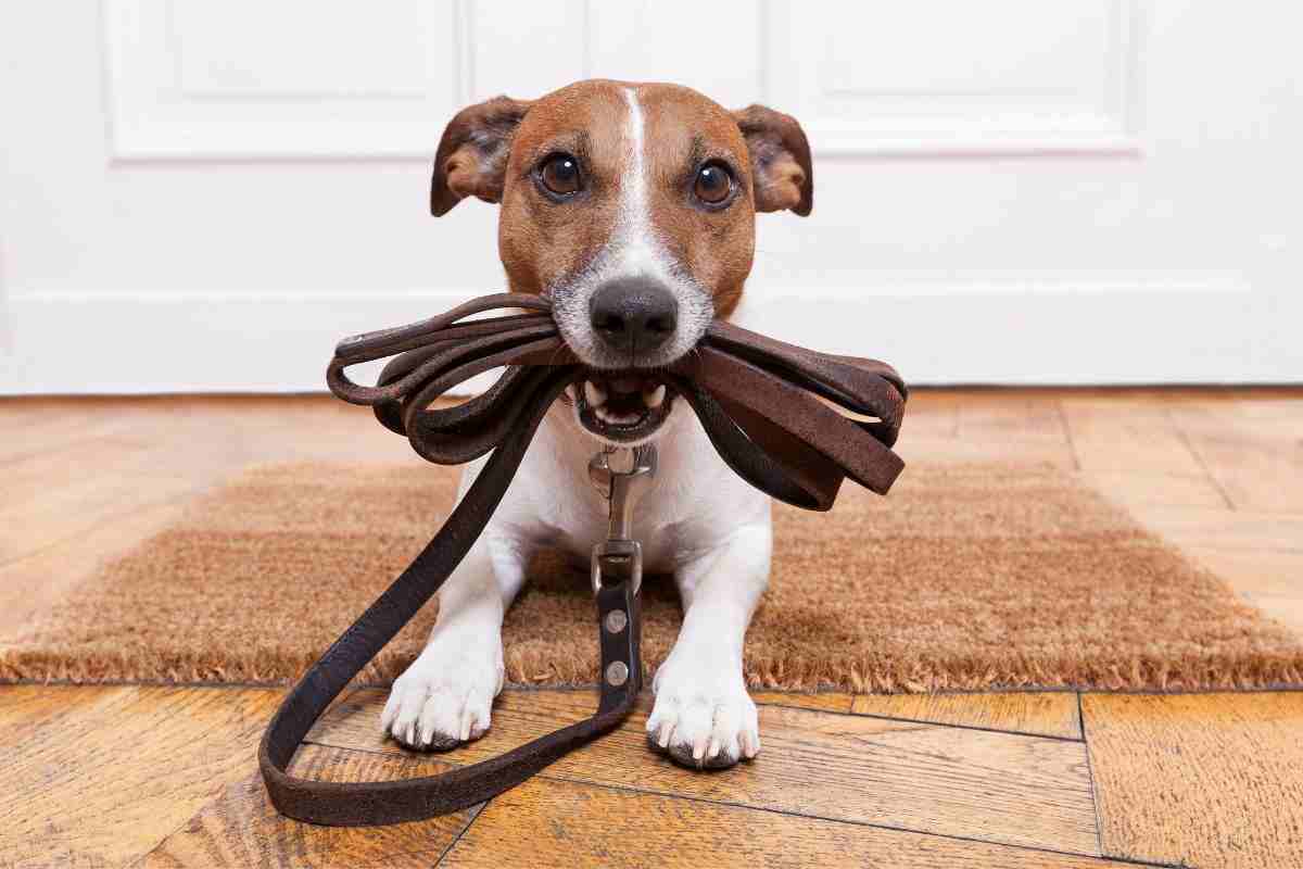 insegnare ai bambini come portare il cane al guinzaglio