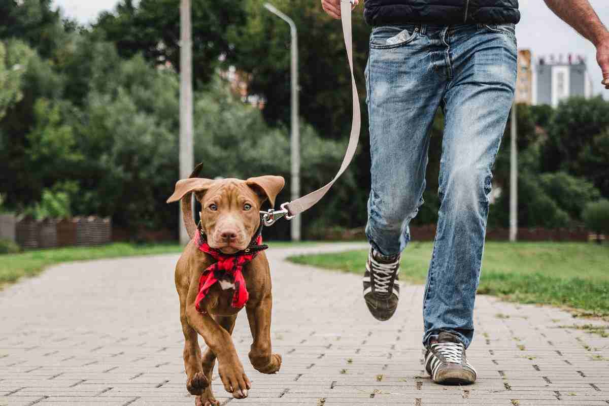 Cane al guinzaglio