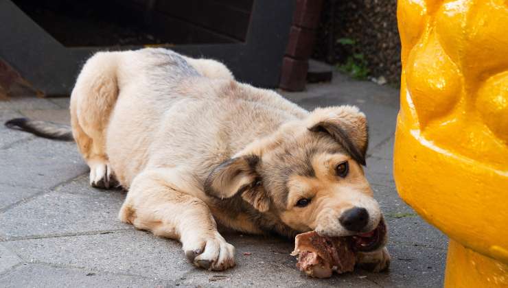  bocconi avvelenati salvare cane