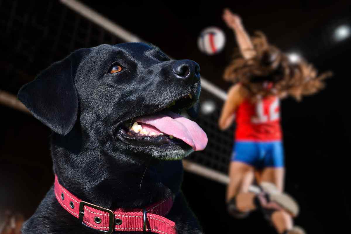 cane pallavolo